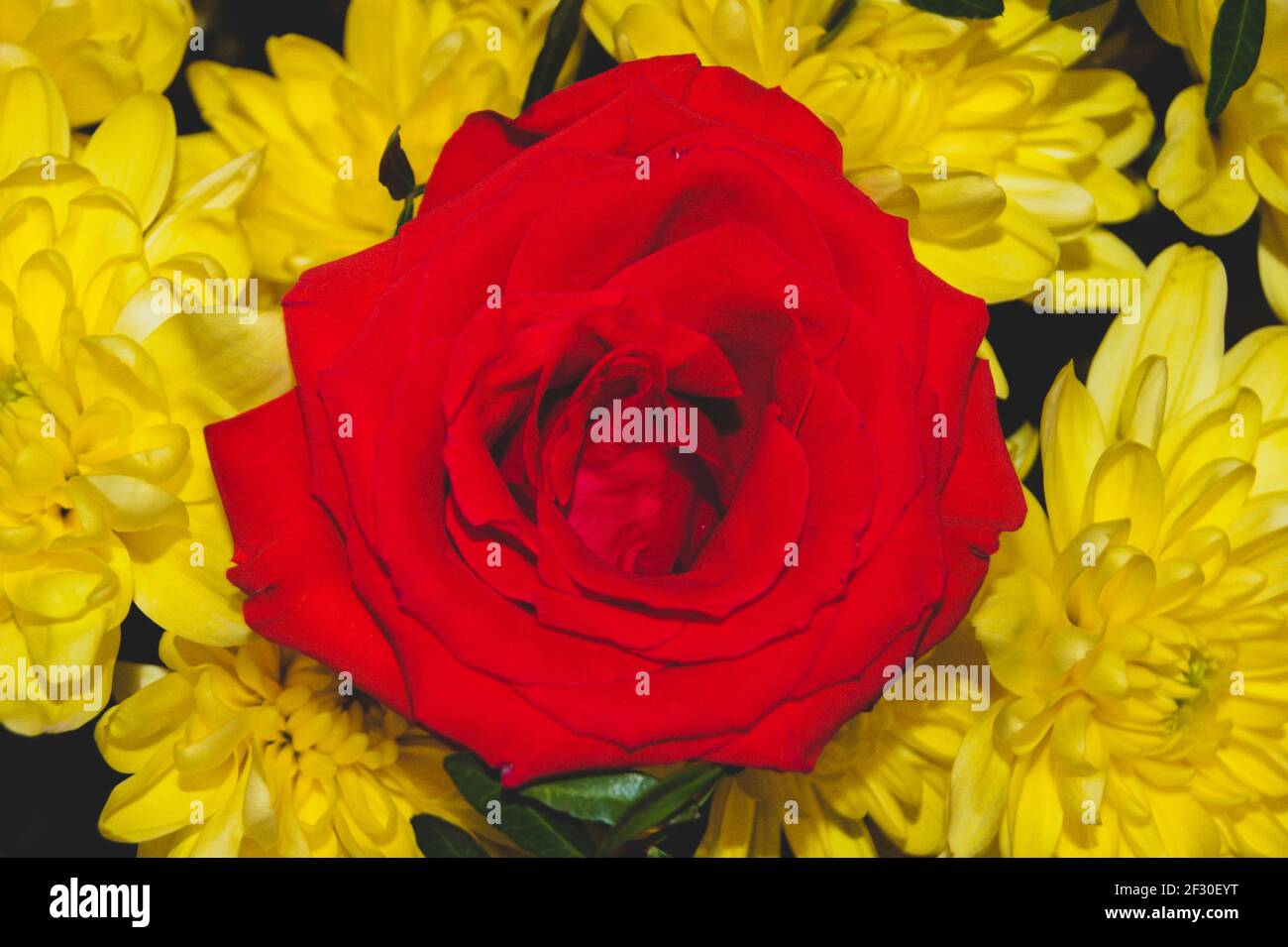 Eine rote Rose gegen die gelben Chrysanthemen. Die Blüten sind groß. Makro. Horizontales Foto. Hintergrund für eine Postkarte, Buchcover oder Notizbuch. Stockfoto