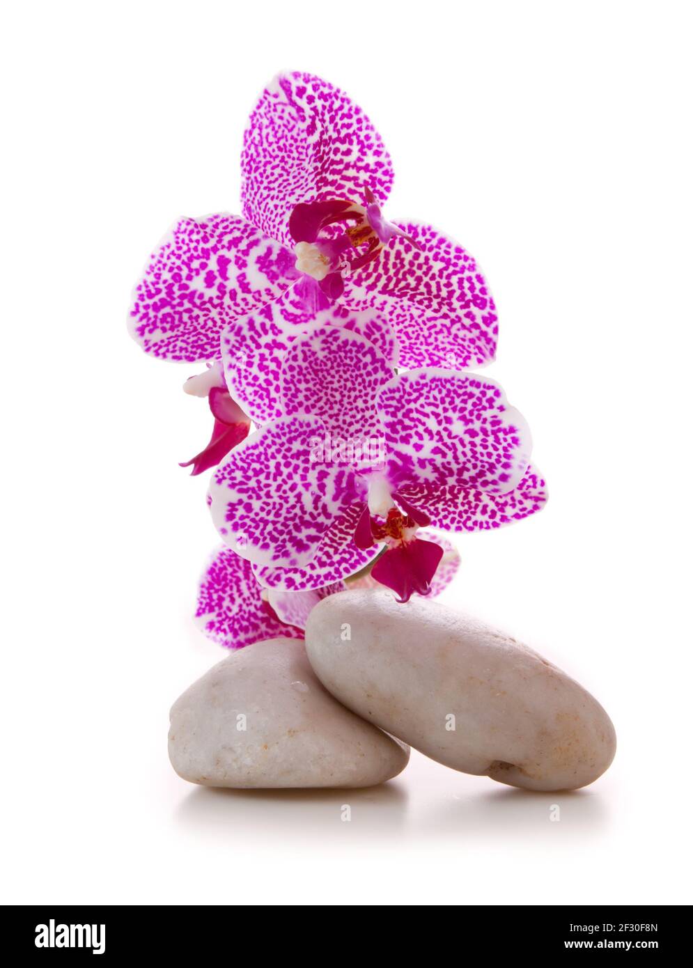 Massage-Steinen mit rosa Orchidee. Stockfoto