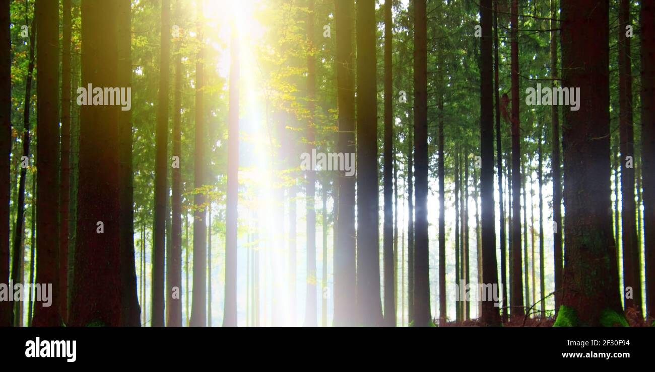 Sonnenlicht im Wald. Stockfoto