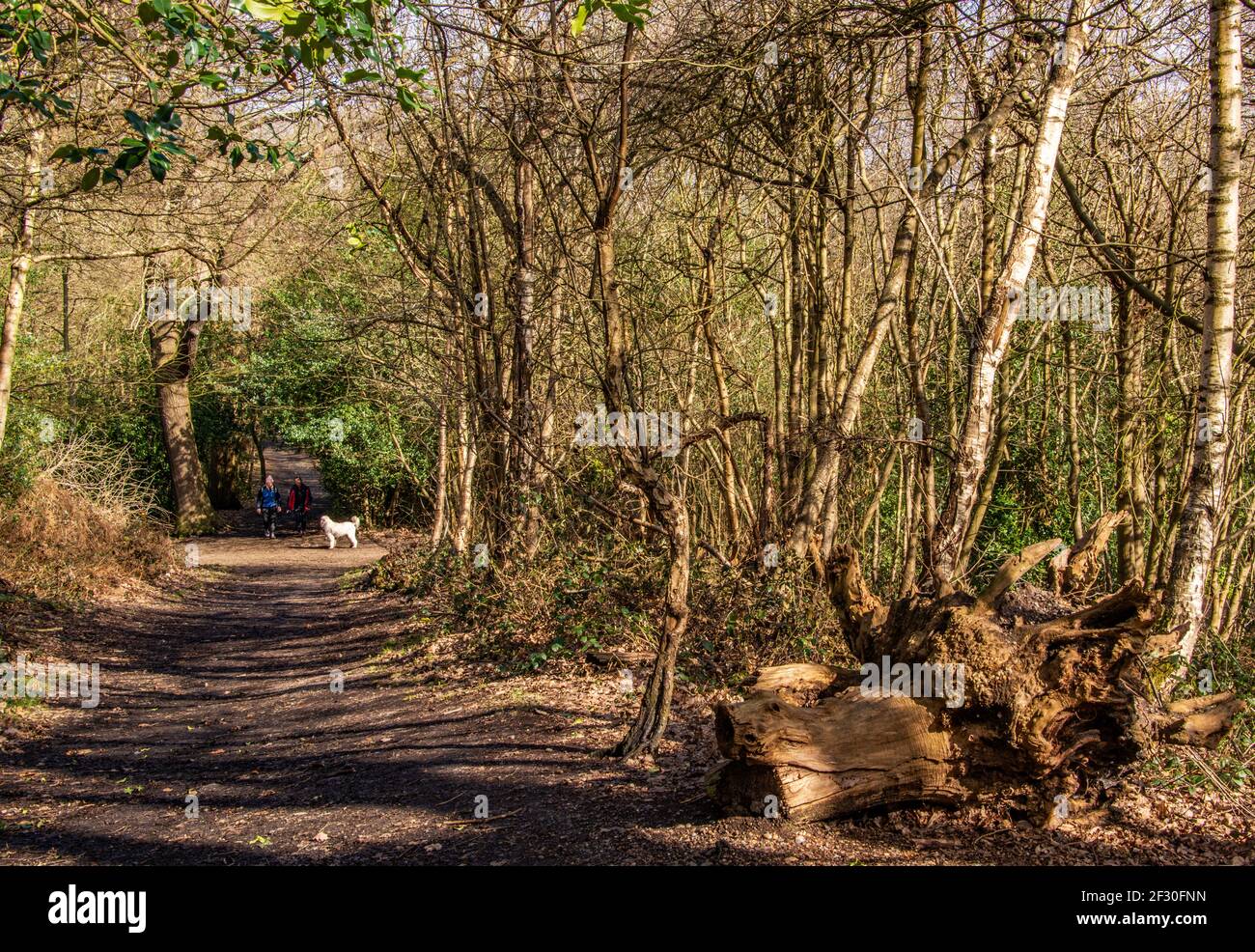 Hundewanderer in Lesnes Abbey Woods. Stockfoto