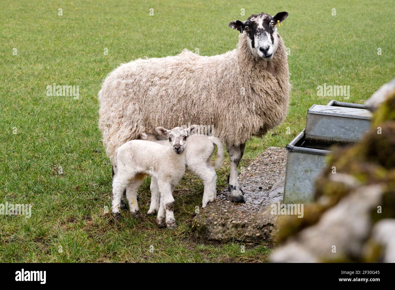 Mutterschafe und Lämmer Austwick, Yorkshire Dales National Park, Frühjahr 2021. Das Schaf ist ein North Country Mule Rasse. Stockfoto