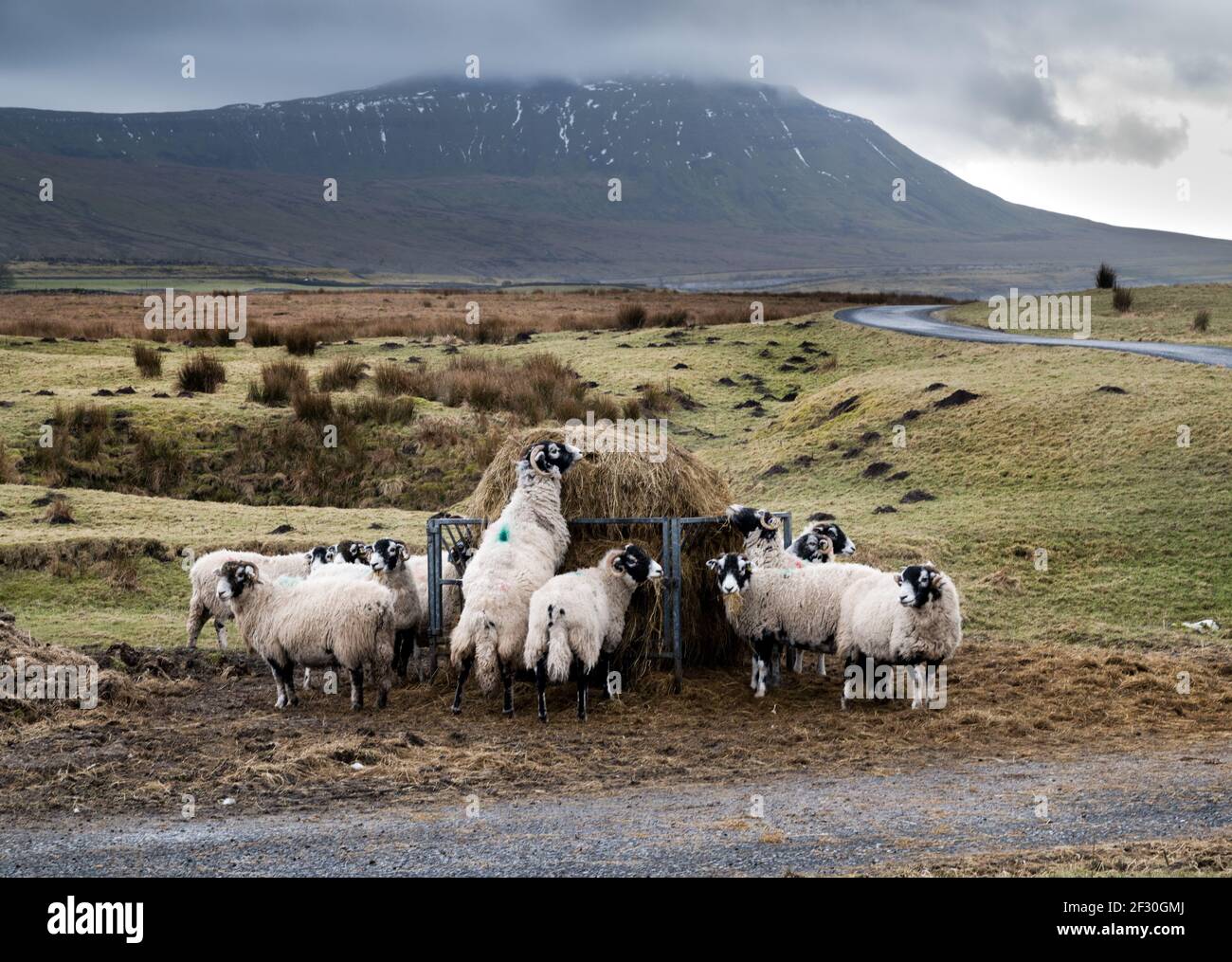 Swaledale Rasse Schafe Fütterung auf Heu, mit Ingleborough Peak in der Ferne, Yorkshire Dales National Park, Großbritannien Stockfoto