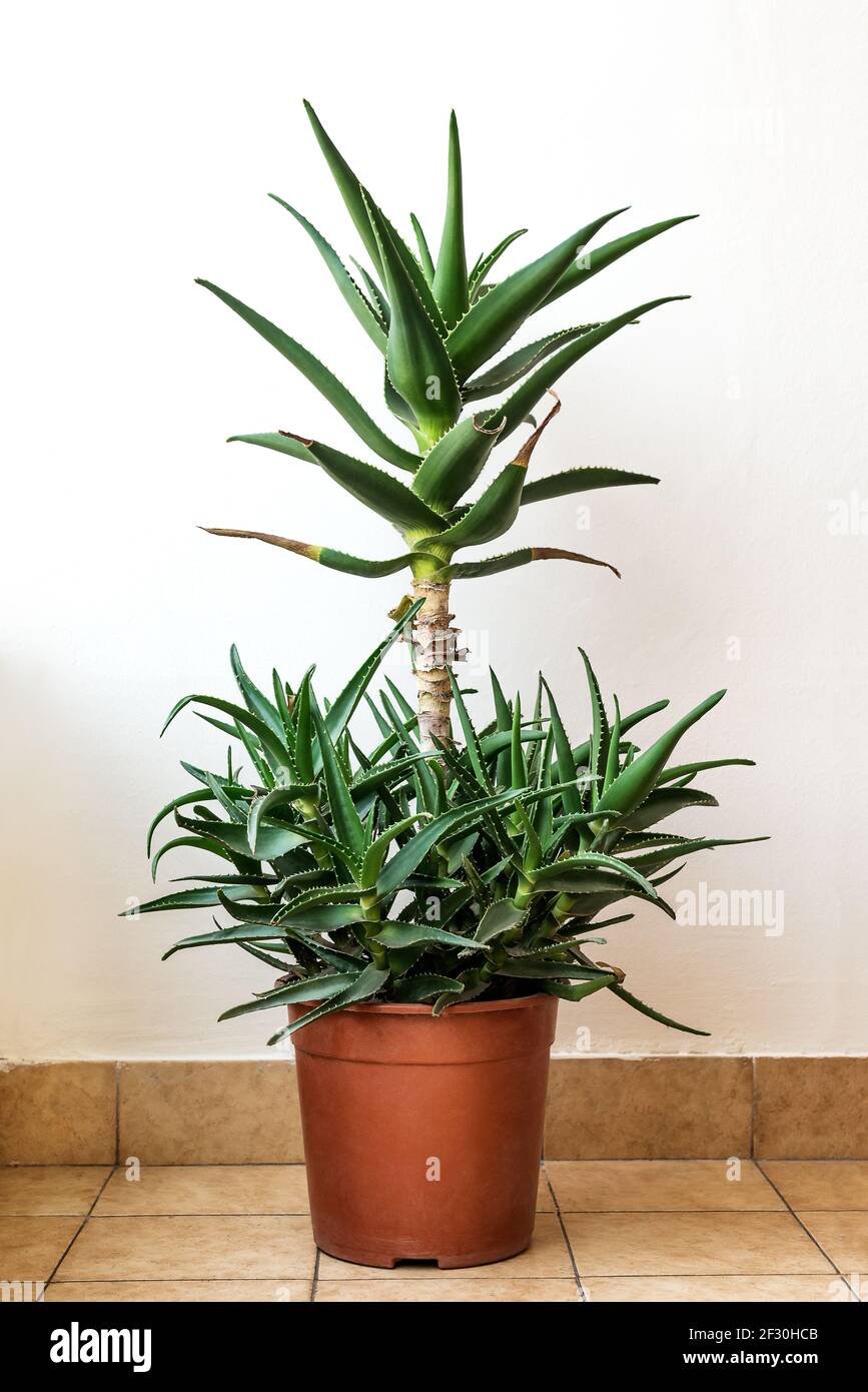 Aloe Vera Baum im Topf gegen weie Wand, mit einer Menge Ableger aus dem  Topf steigen. Schne grne Aloe saftige Topfpflanze Stockfotografie - Alamy