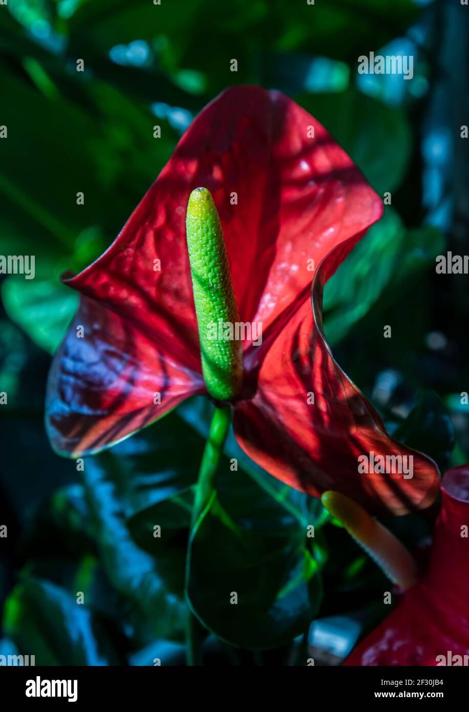 Anthurium ist eine rote herzfrmige Blume (Tailflower, Flamingo Blume,  Laceleaf) im Garten. Dunkelgrne Bltter als Hintergrund lassen die Blten  hervorstechen Stockfotografie - Alamy