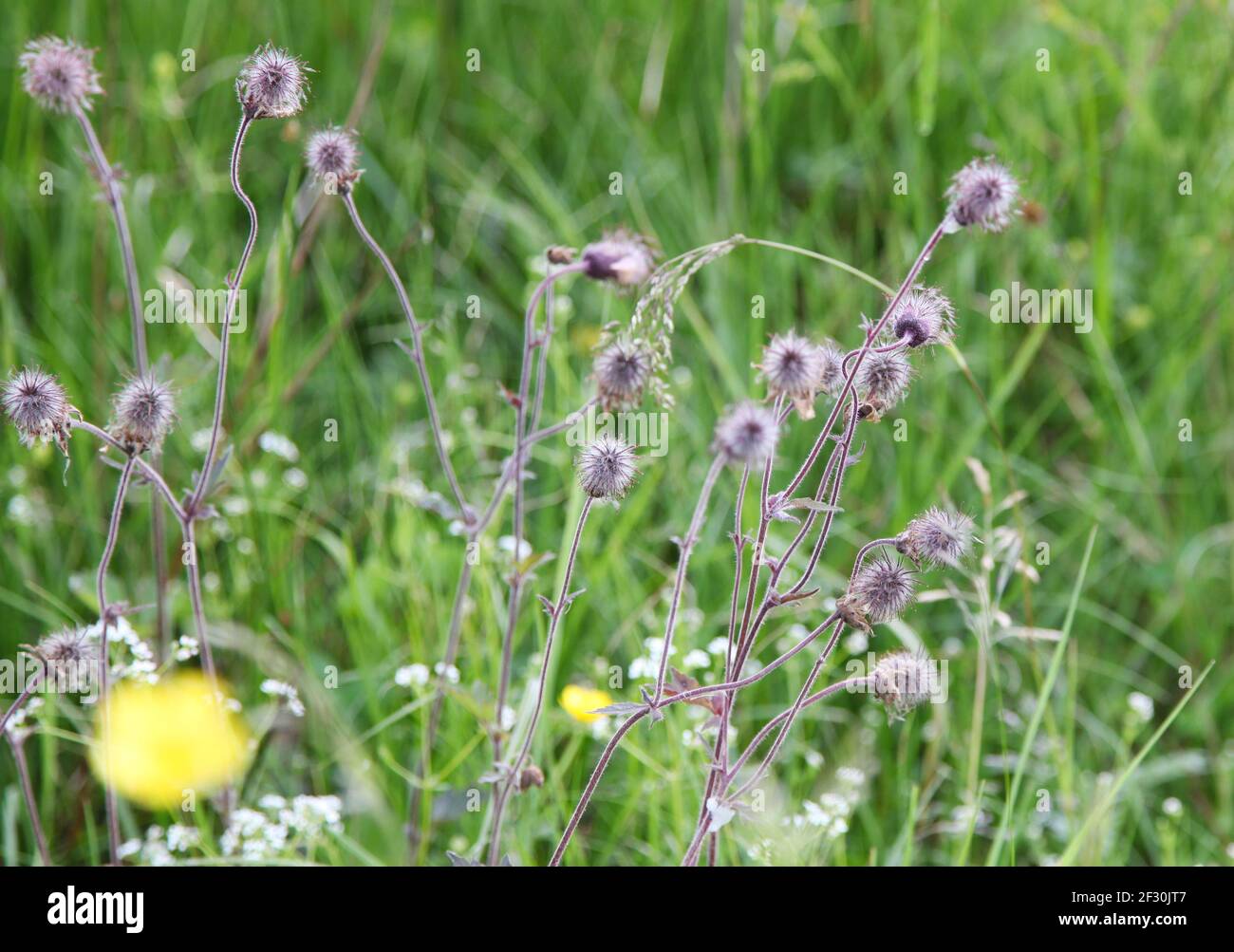 TRIFOLIUM ARVENSE Hase´s-Fuß Klee Stockfoto