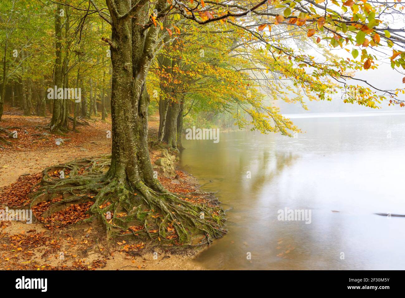 Stausee Santa Fe de Montseny und Buchenwald, im Herbst, an einem regnerischen und nebligen Tag (Montseny, Katalonien, Spanien) Stockfoto