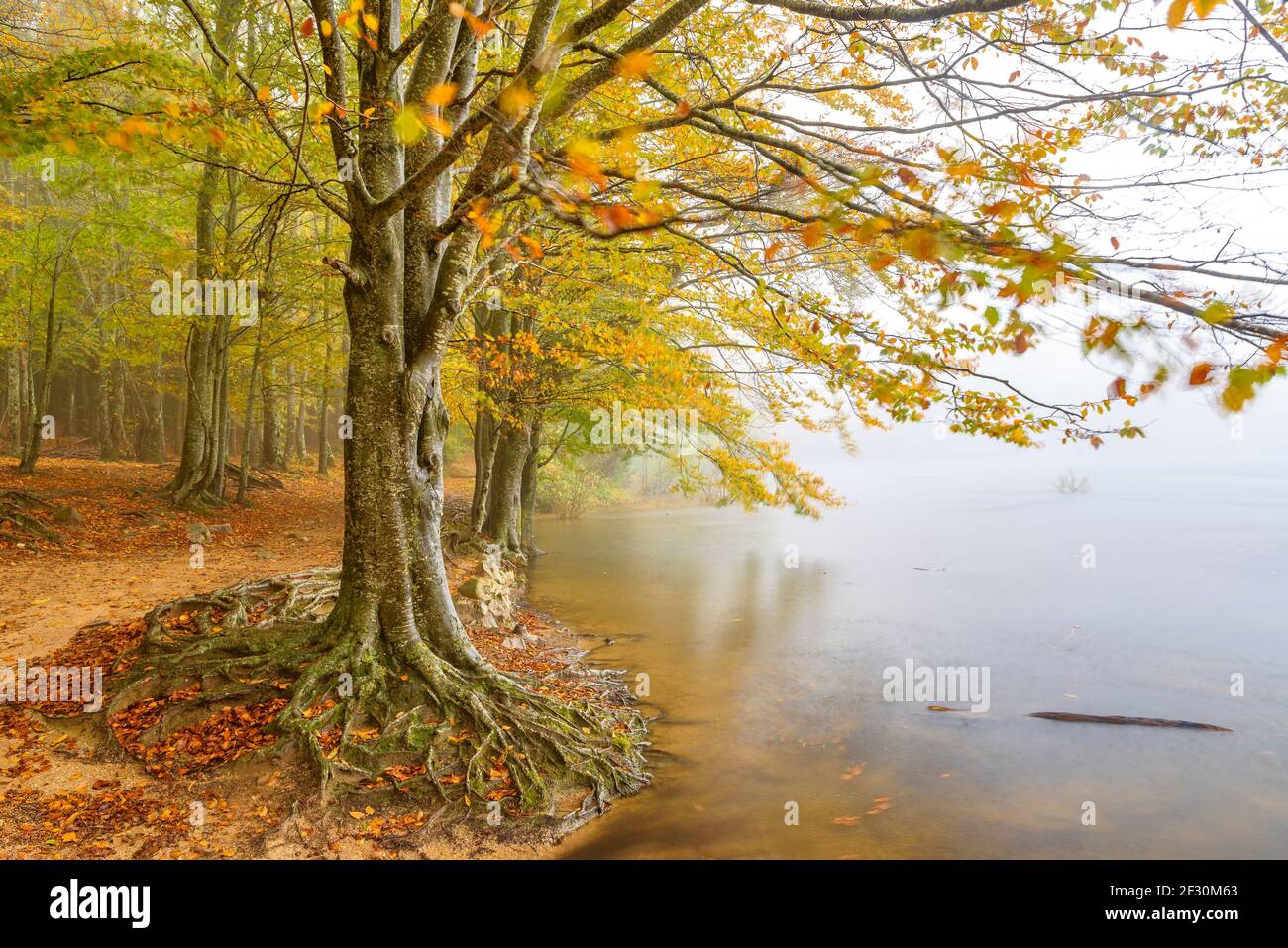 Stausee Santa Fe de Montseny und Buchenwald, im Herbst, an einem regnerischen und nebligen Tag (Montseny, Katalonien, Spanien) Stockfoto