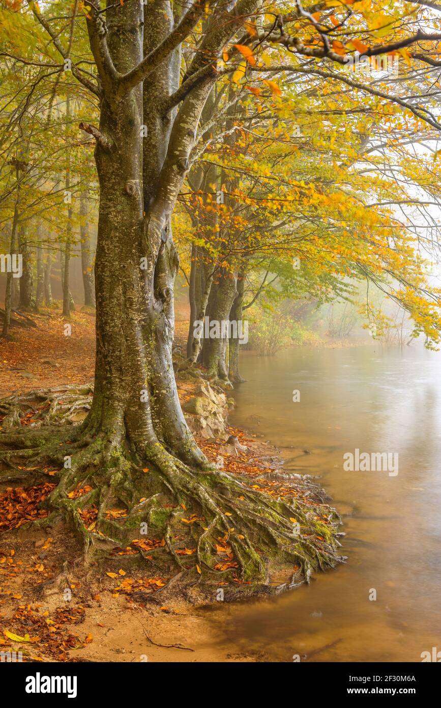 Stausee Santa Fe de Montseny und Buchenwald, im Herbst, an einem regnerischen und nebligen Tag (Montseny, Katalonien, Spanien) Stockfoto