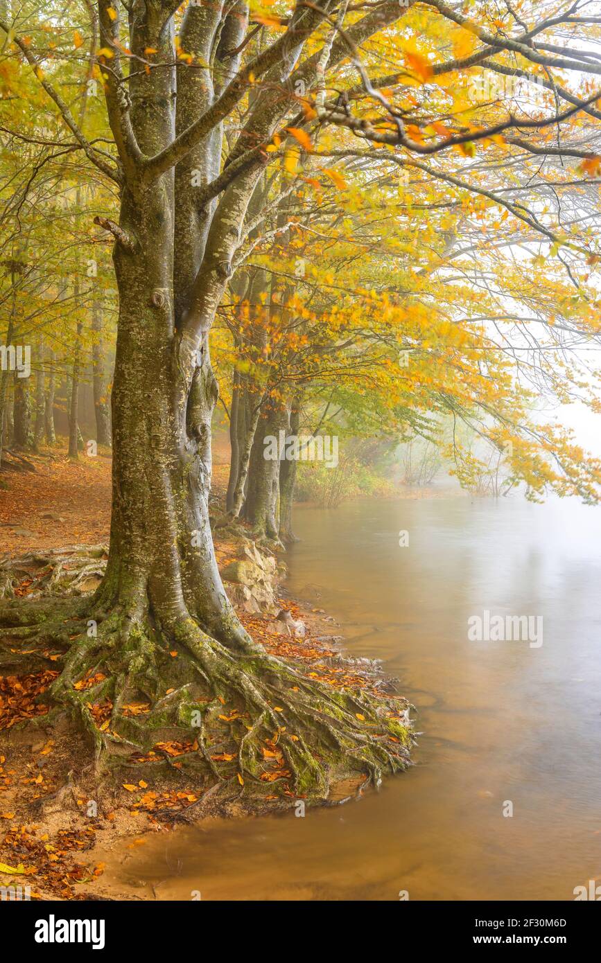 Stausee Santa Fe de Montseny und Buchenwald, im Herbst, an einem regnerischen und nebligen Tag (Montseny, Katalonien, Spanien) Stockfoto