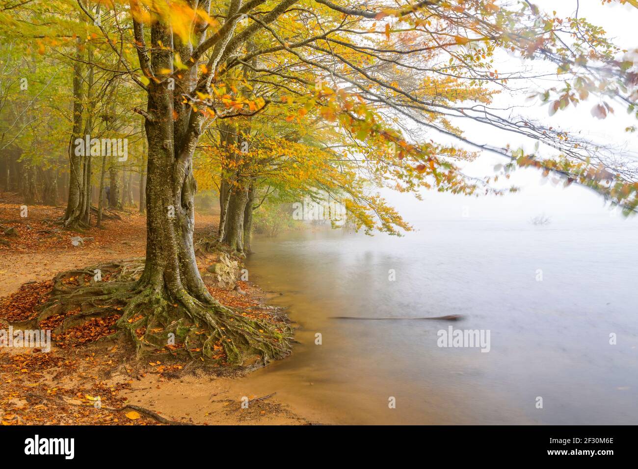Stausee Santa Fe de Montseny und Buchenwald, im Herbst, an einem regnerischen und nebligen Tag (Montseny, Katalonien, Spanien) Stockfoto