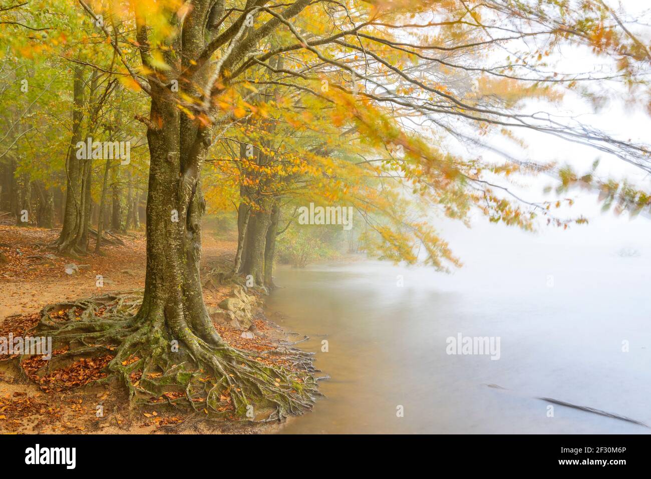 Stausee Santa Fe de Montseny und Buchenwald, im Herbst, an einem regnerischen und nebligen Tag (Montseny, Katalonien, Spanien) Stockfoto