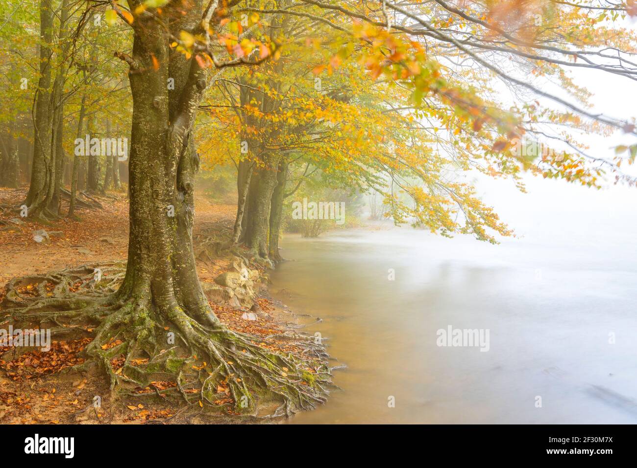 Stausee Santa Fe de Montseny und Buchenwald, im Herbst, an einem regnerischen und nebligen Tag (Montseny, Katalonien, Spanien) Stockfoto