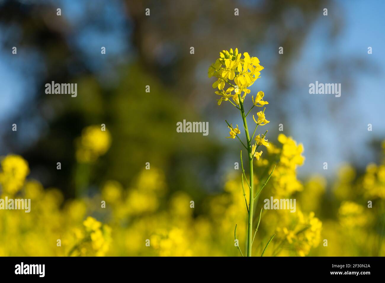 Senfgelbe Blüten blühen in der Landwirtschaft Feld Stockfoto