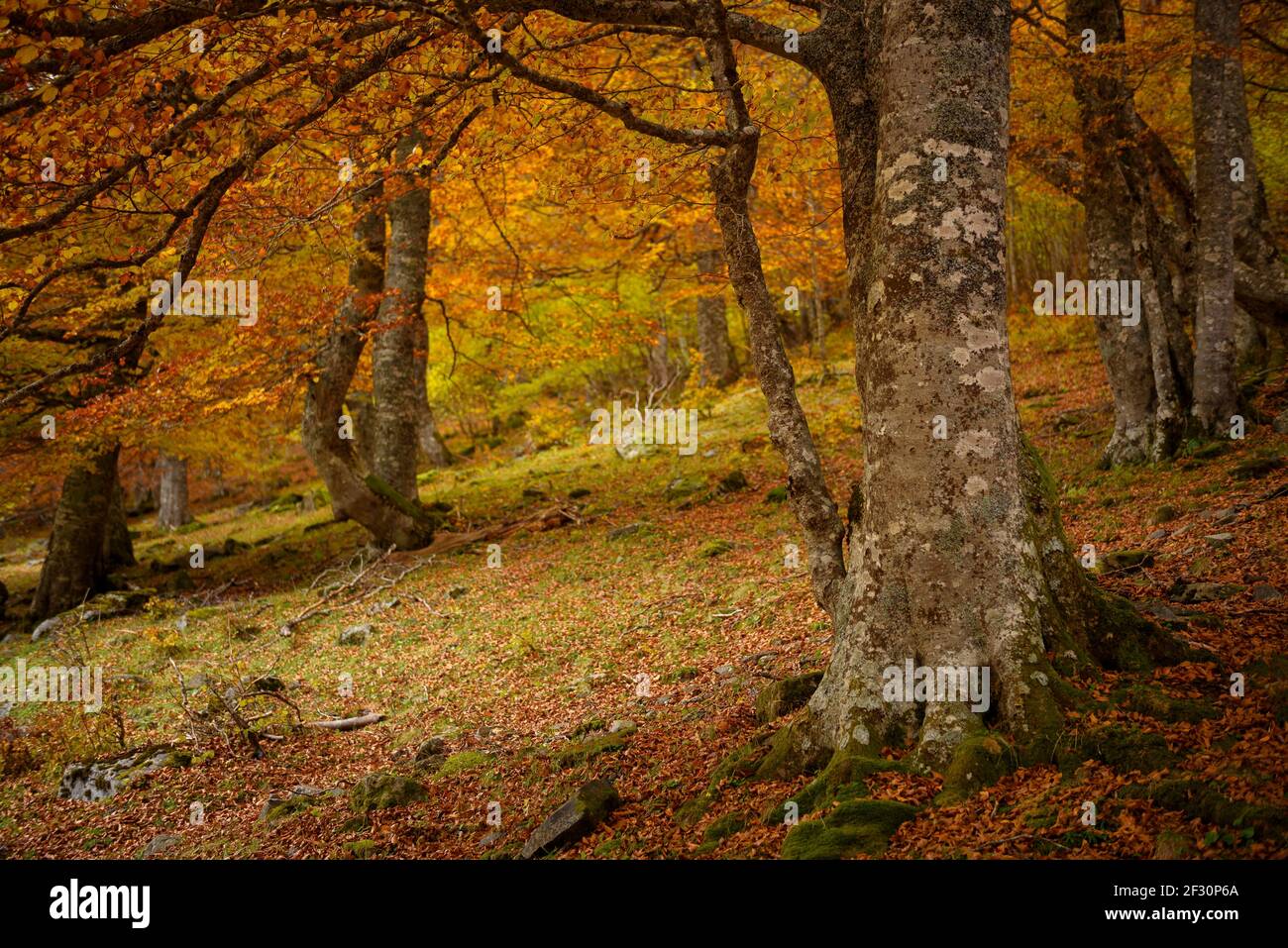 Buchenwald im Artiga de Lin-Tal, im Herbst (Aran-Tal, Katalonien, Spanien, Pyrenäen) ESP: Hayedo del valle de Artiga de Lin, en otoño Stockfoto