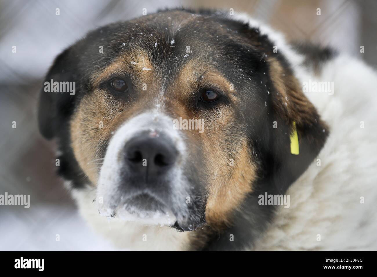 Nowosibirsk Russland 17 Marz 2021 Ein Hund In Einem Tierheim Im Nowosibirsk National And Stray Animal Center Gehalten Das Ablegen Streunender Tiere Ist Seit 2018 Gesetzlich Verboten Die Verantwortung Des Tierzentrums