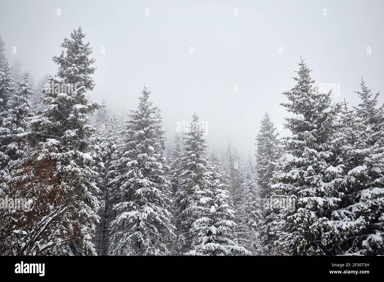 Landschaft des Winter Fichtenwaldes am Kolsai Bergsee in Almaty, Kasachstan. Stockfoto