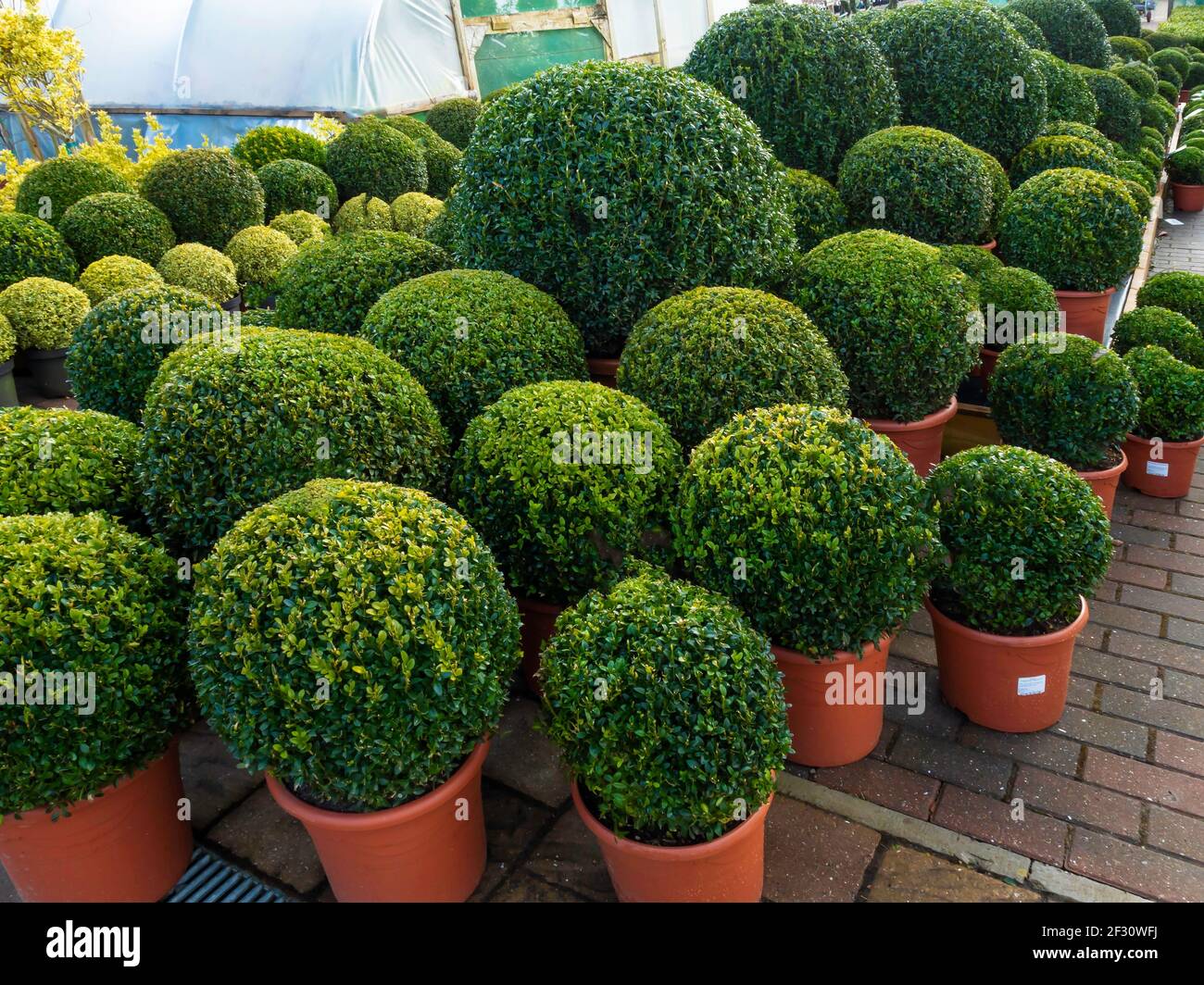 Buchsbaum Kugel versenkt, Büsche verfügen über Pflanzen für den Verkauf in einem Durham Garden Centre Stockfoto