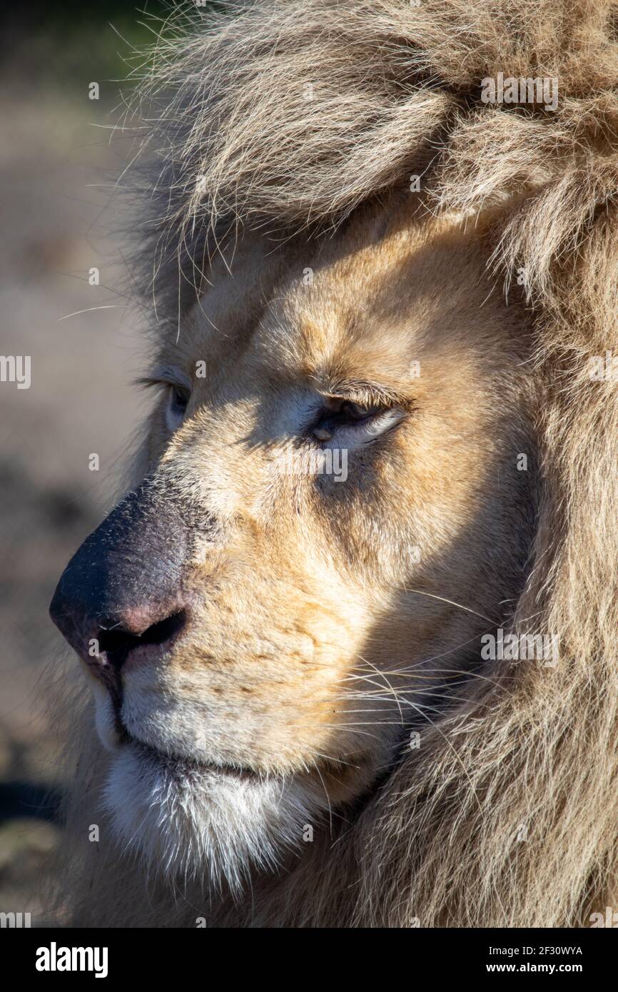 Ein Löwen Seitenweg Porträt Stockfoto