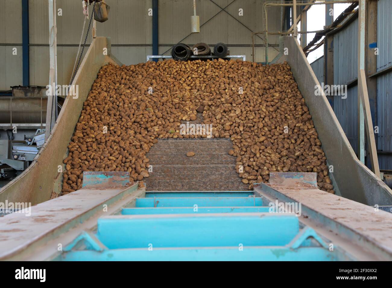 Frisch gepflückte Kartoffeln auf Förderbändern in einer umfangreichen Anlage. Stockfoto