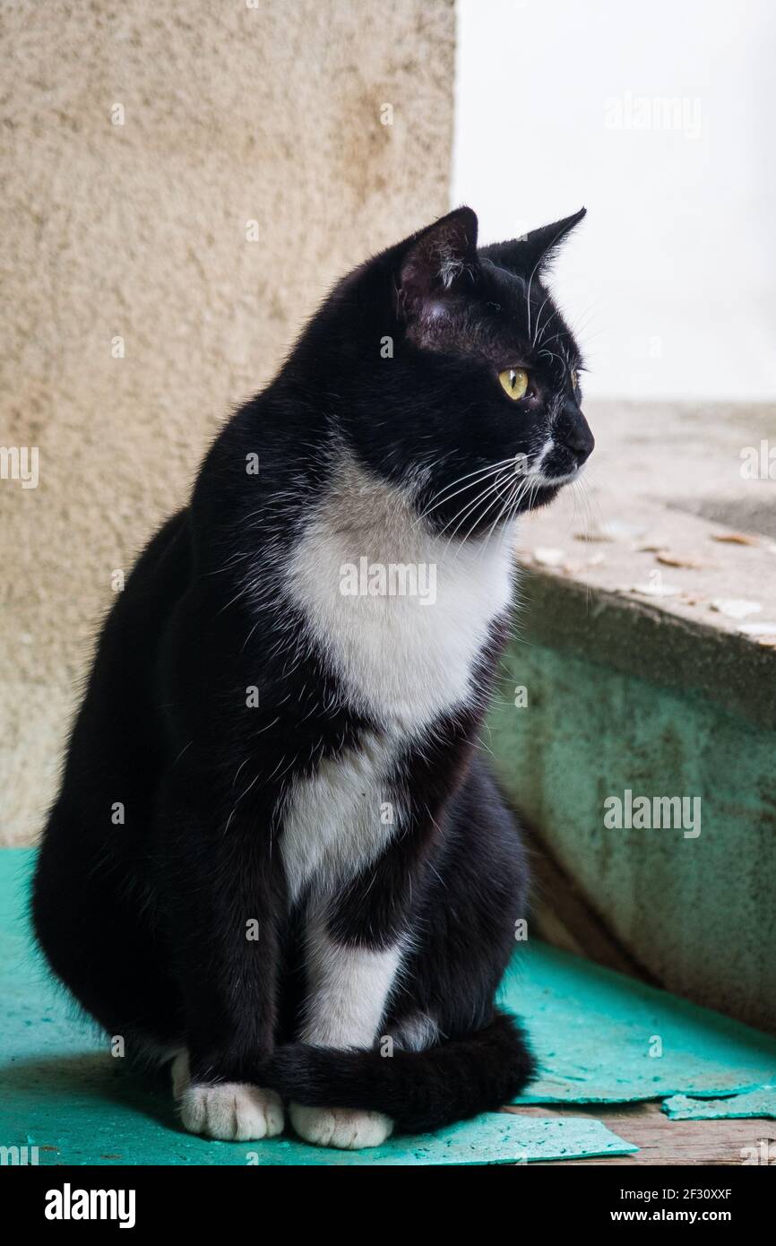 Wildes schwarz-weiß-ehrliches junges Smoking Katzenportrait auf meinem Balkon. Stockfoto