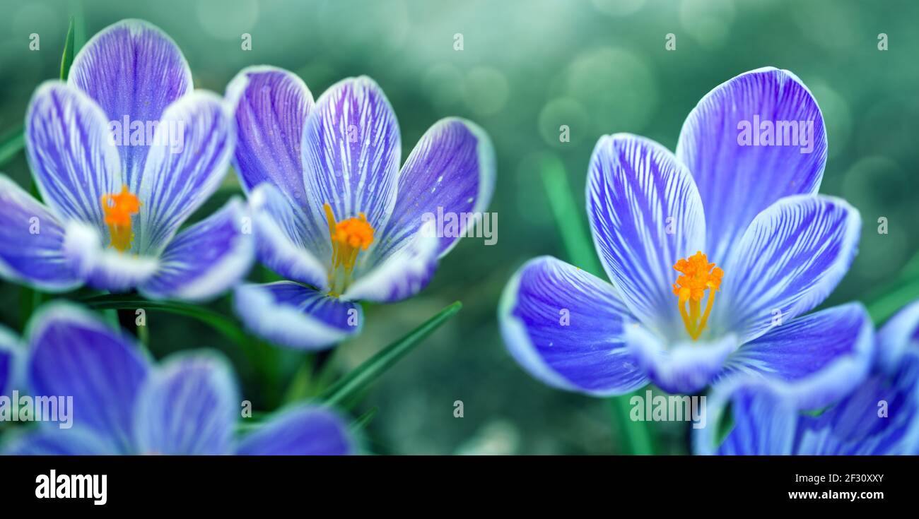 Nahaufnahme eines purpurnen Krokus blüht isoliert. Stockfoto