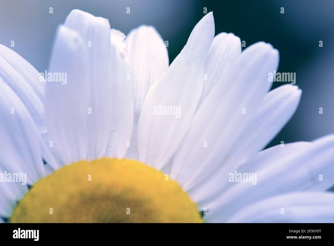 Nahaufnahme einer wunderschönen weißen marguerite-Blume. Stockfoto