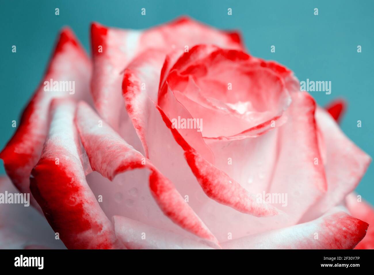 Rosa Rose Nahaufnahme mit Wassertropfen.Geburtstagskarte. Stockfoto