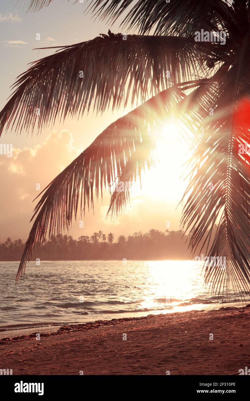 Tropischer Sonnenaufgang mit Kokospalmen und karibischem Meer. Stockfoto