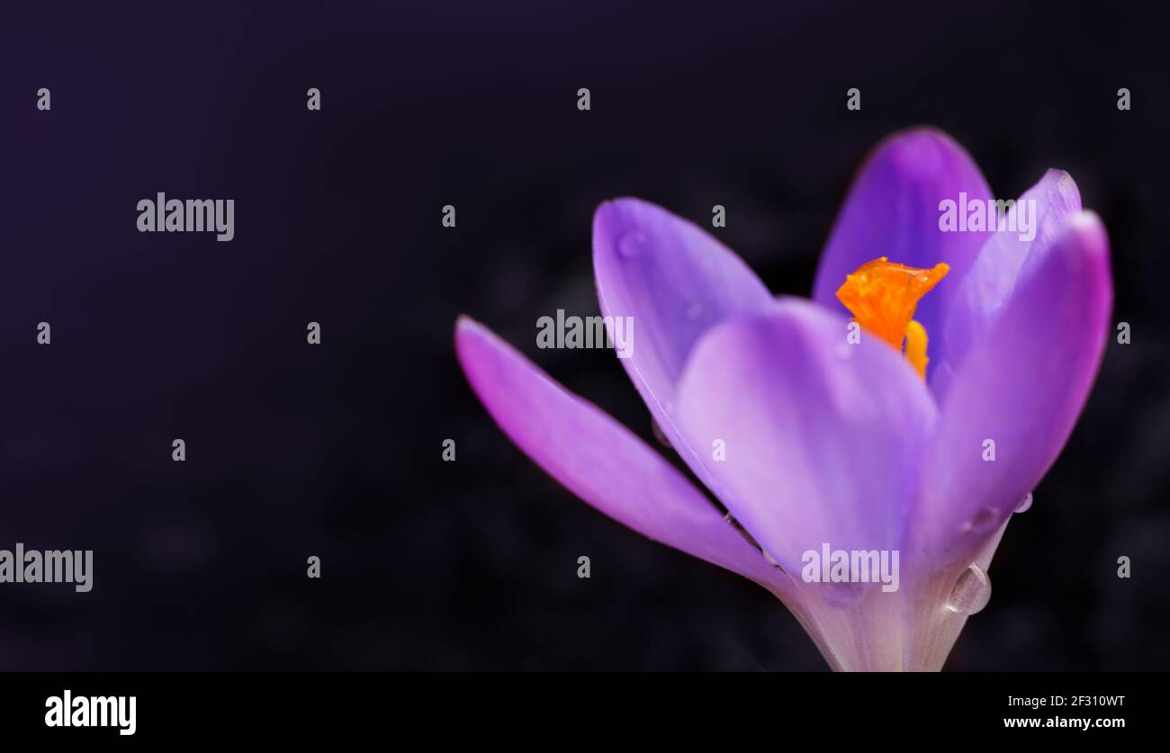 Makroaufnahme von purpurnen Krokus im Frühlingsgarten. Osterhintergrund. Stockfoto