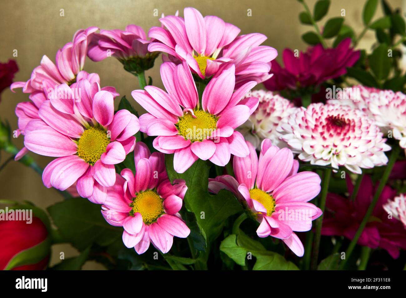 Bunte Darstellung von gemischten Chrysanthemen Stockfoto