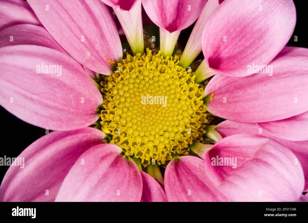 Nahaufnahme der rosa & gelben Chrysantheme Stockfoto
