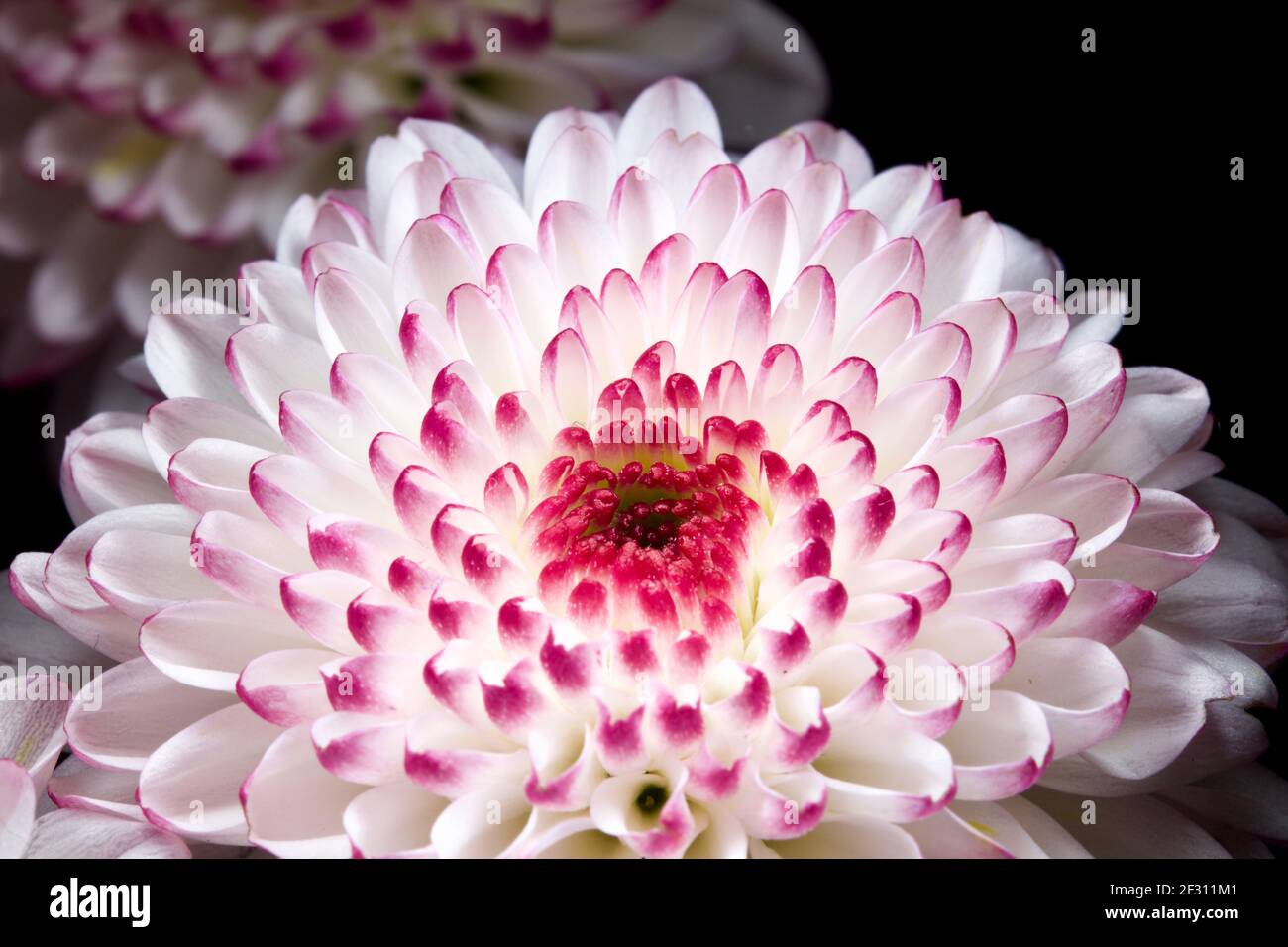 Nahaufnahme eines schönen Chrysanthemums Stockfoto