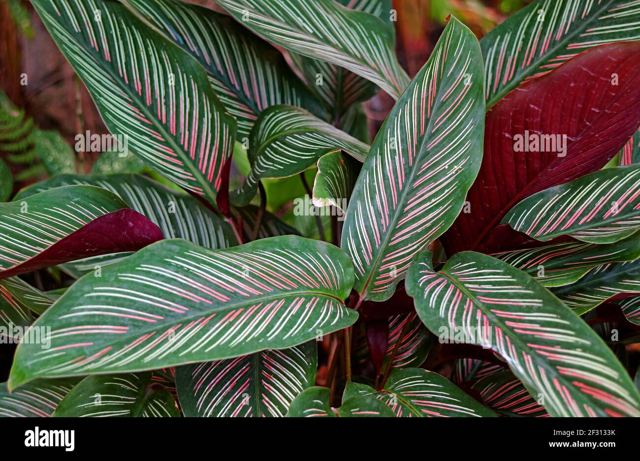 Nahaufnahme Dunkelgrün mit weißen und rosa Streifen Blätter Calathea  Sanderiana oder Pinstripe Calathea Stockfotografie - Alamy