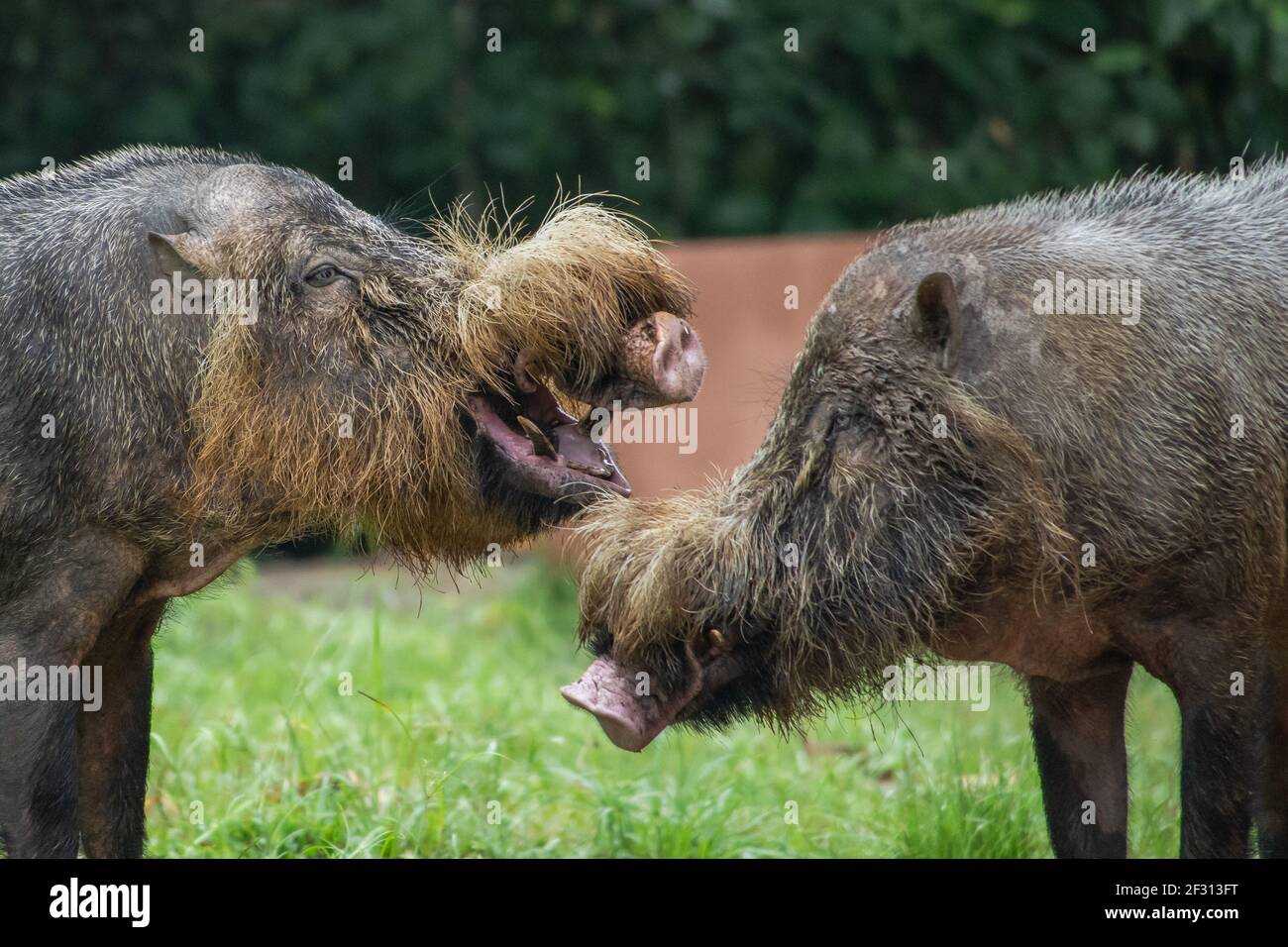 Das Borneo Bartschwein im Bako National Park, Malaysia Stockfoto