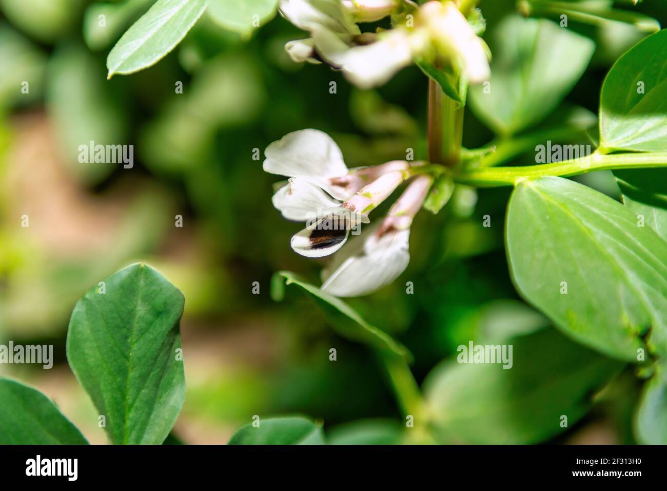 Blume der breiten Bohnenpflanze, im März ist sie in der Blüte. Spotfokus, hohe Qualität. Stockfoto