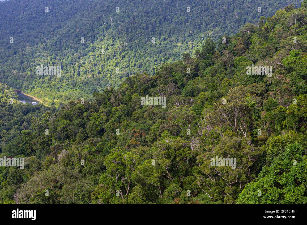 Bäume im Mamu Rainforest in Queensland, Australien Stockfoto