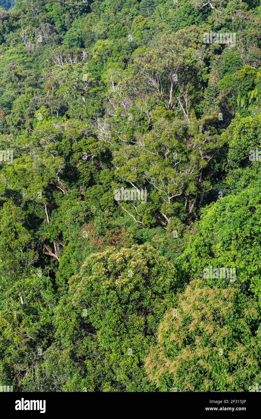 Bäume im Mamu Rainforest in Queensland, Australien Stockfoto