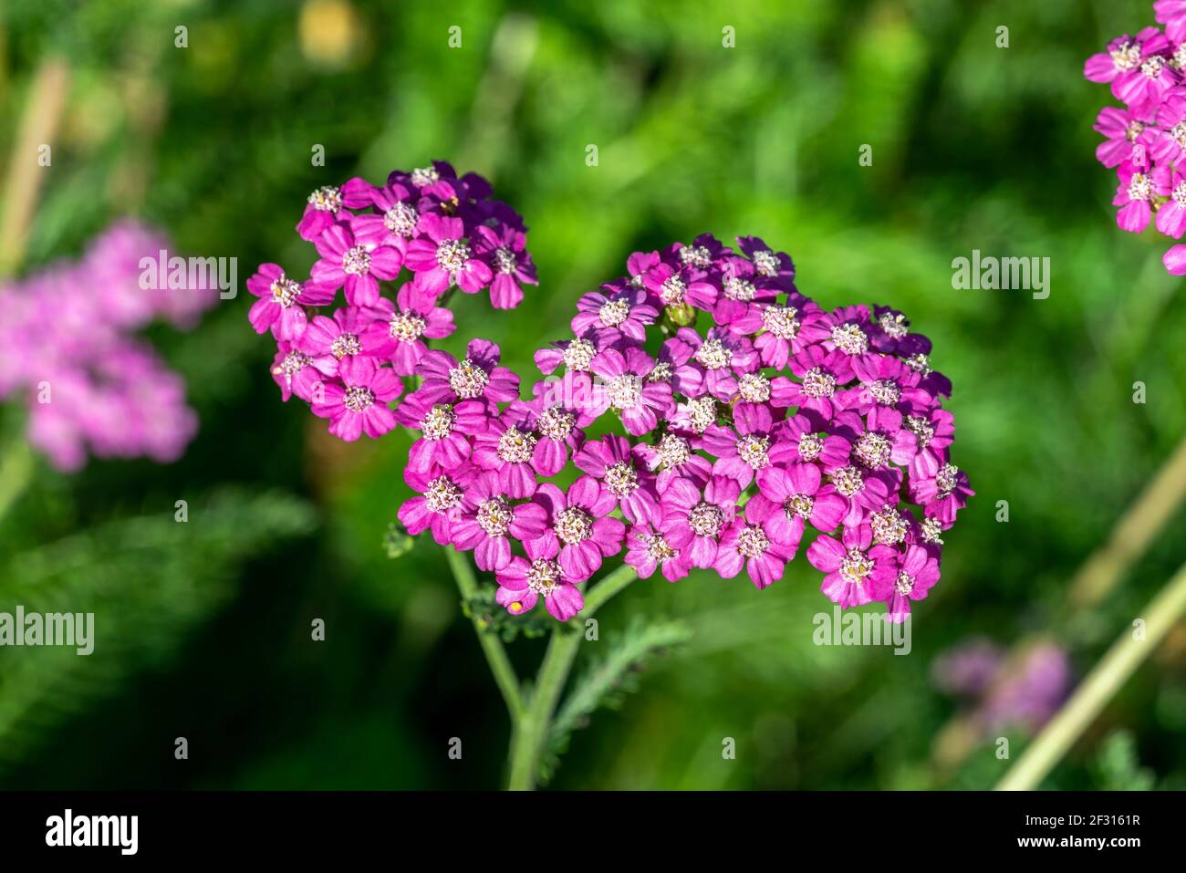 Achillea millefolium 'Lilac Beauty' eine Sommer blühende Pflanze mit einer violetten Sommerblüte von Mai bis August und allgemein bekannt als Schafgarbe, pH-wert Stockfoto