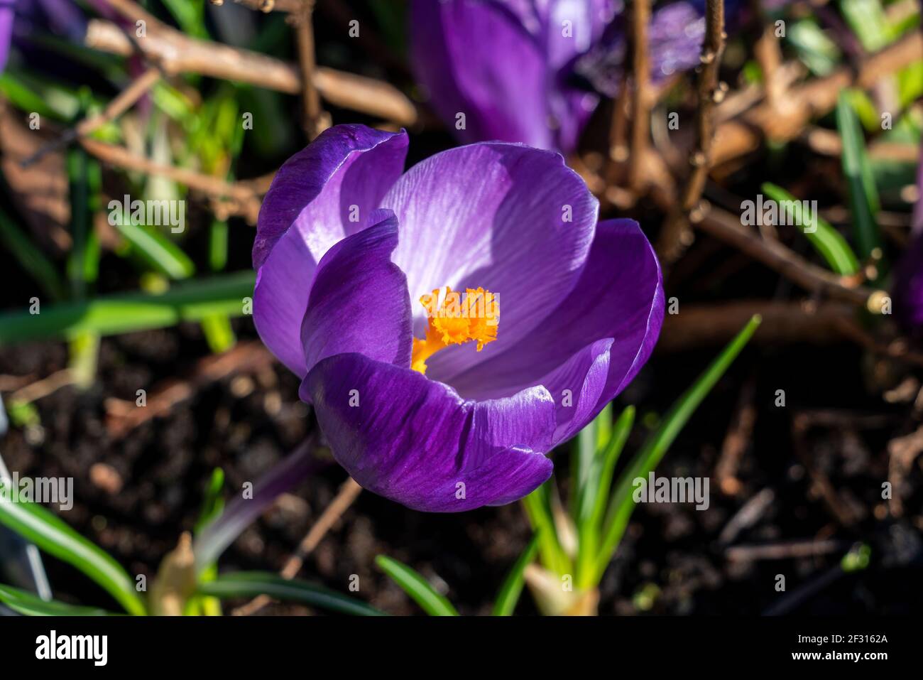 Crocus vernus 'Flower Record' eine lila Frühling bulbous blühende Pflanze, Stock Foto Bild Stockfoto