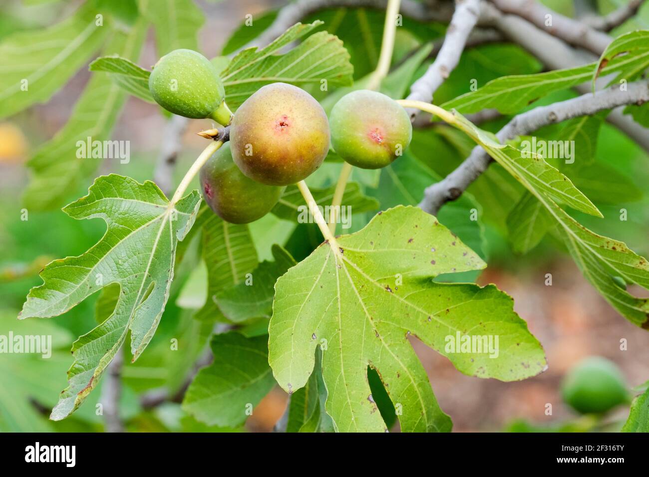 Ficus carica 'Bourjasotte Grise'. Früchte reifen / wachsen auf einem Feigenbaum Stockfoto
