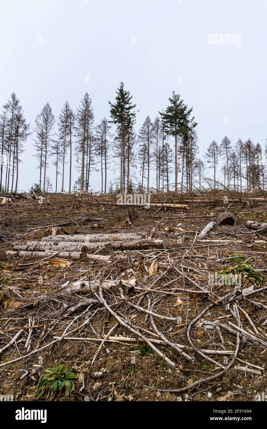 Waldrückschlag infolge des Klimawandels im Westerwald, Deutschland Stockfoto