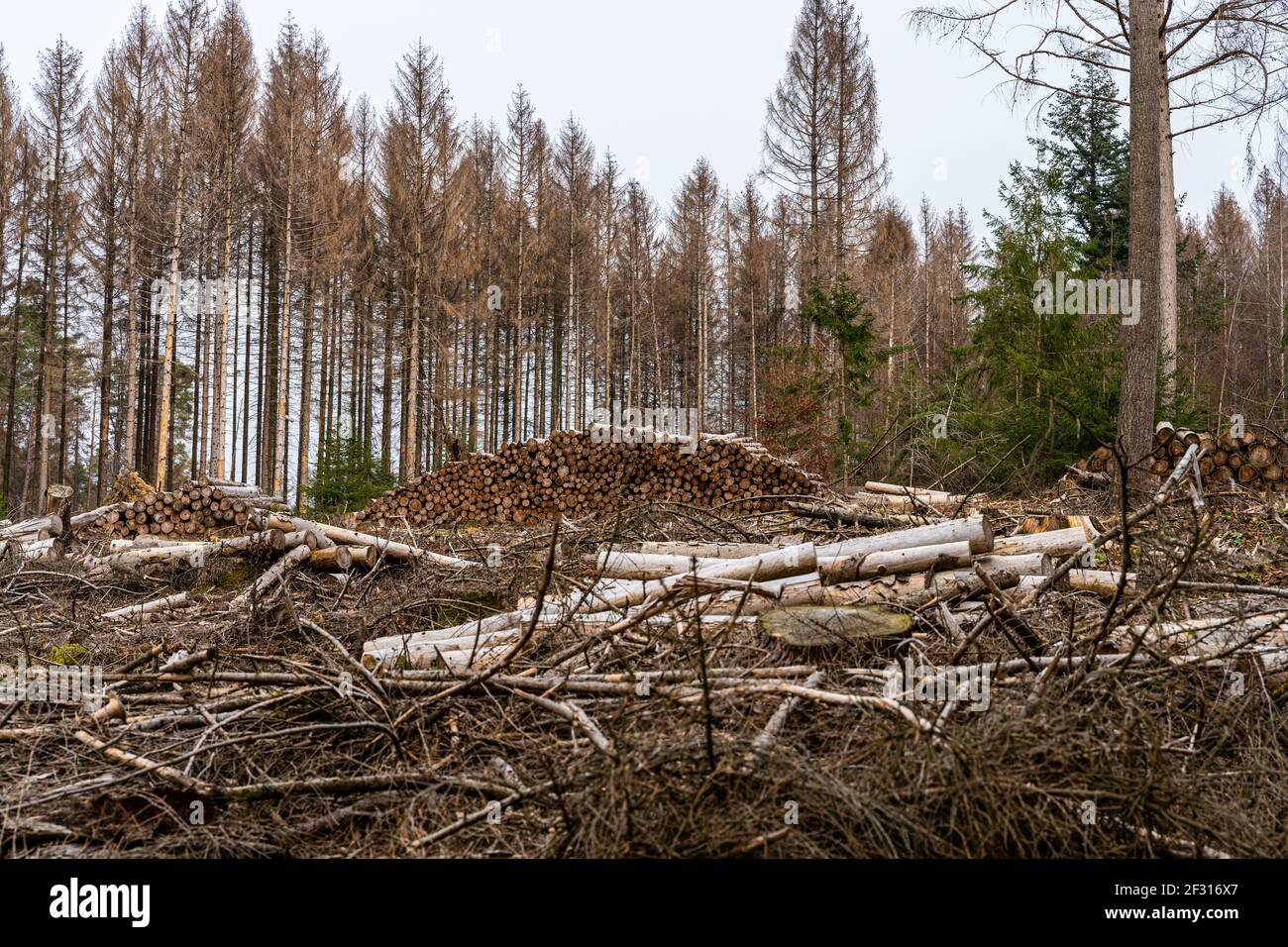 Waldrückschlag infolge des Klimawandels im Westerwald, Deutschland Stockfoto