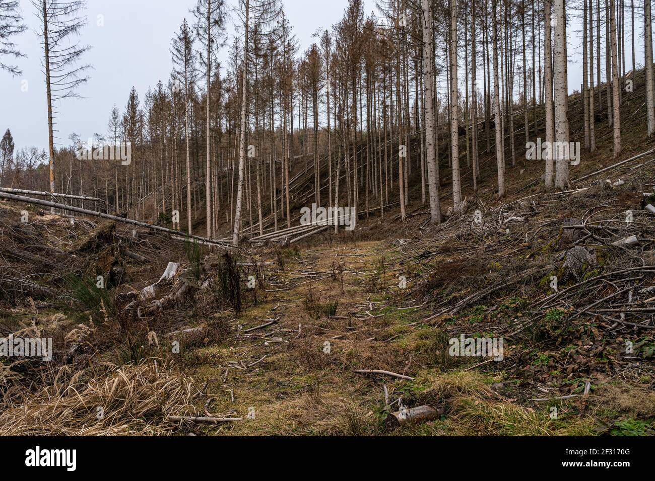 Waldrückschlag infolge des Klimawandels im Westerwald, Deutschland Stockfoto