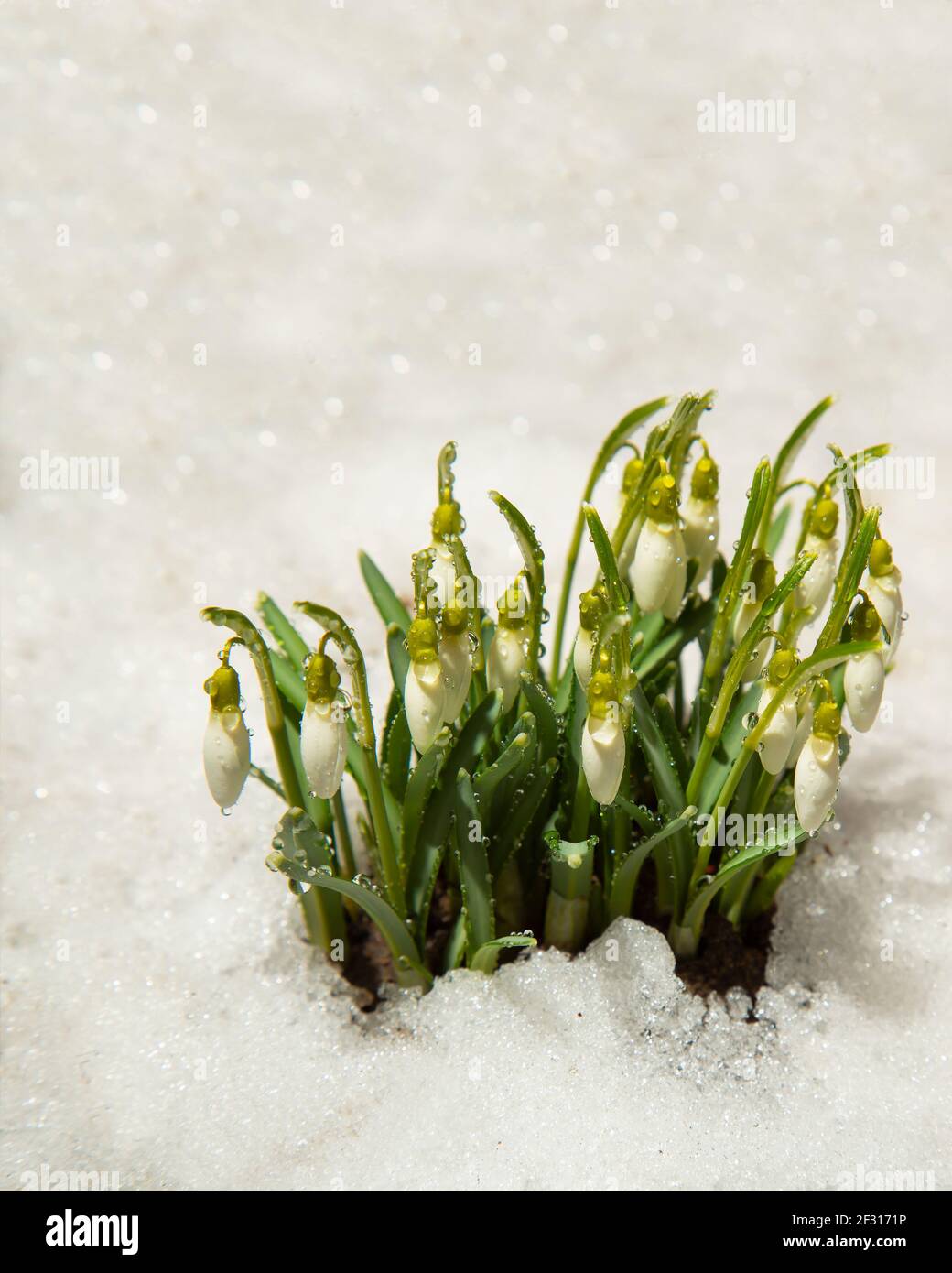 Viele Schneeglöckchen auf dem Hintergrund des Schnees. Nahaufnahme Stockfoto