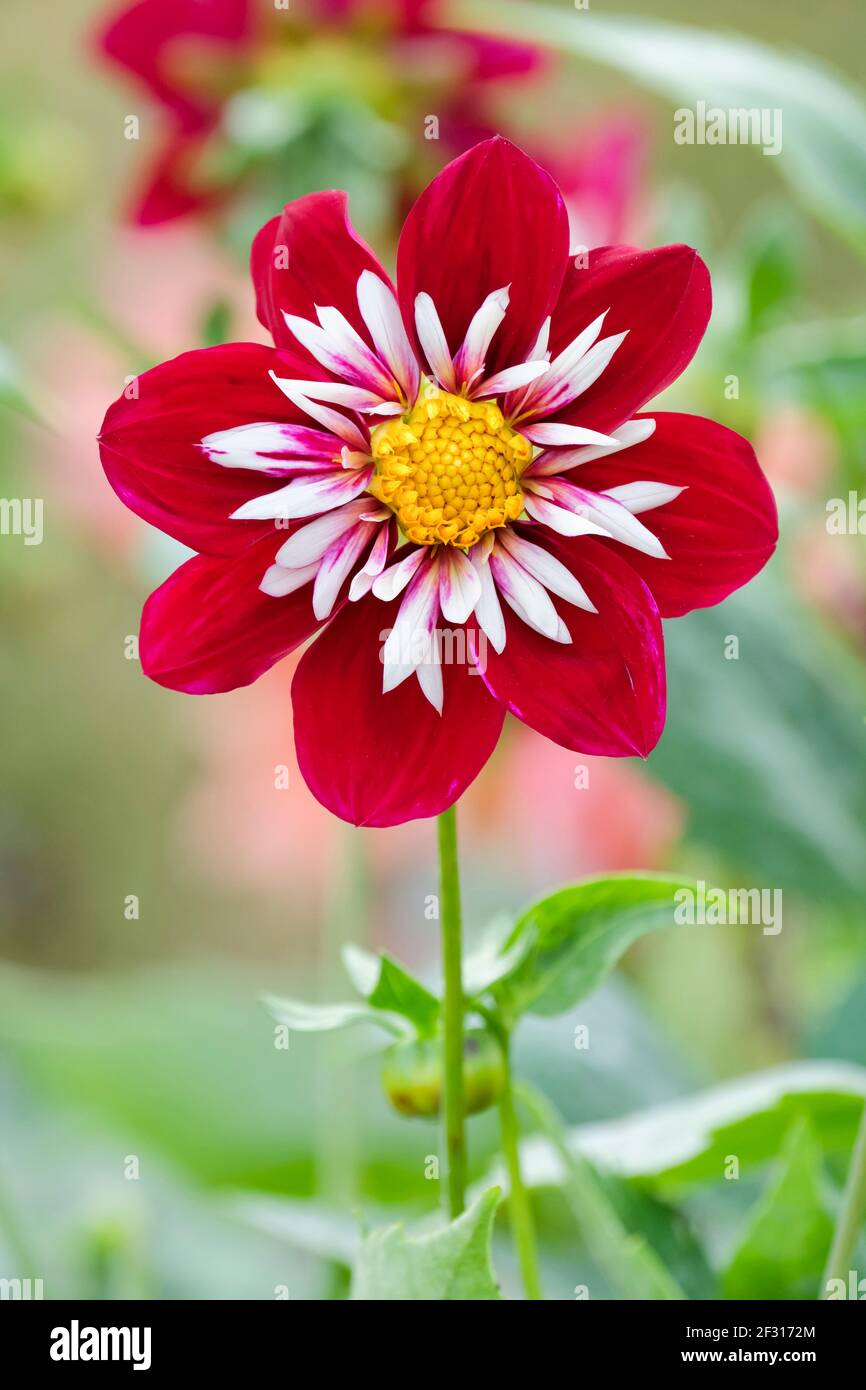 Kleine Blume, reich tiefrot, weißer Kragen mit Schattierungen von mauve. Collarette Dahlia 'Night Butterfly' Stockfoto