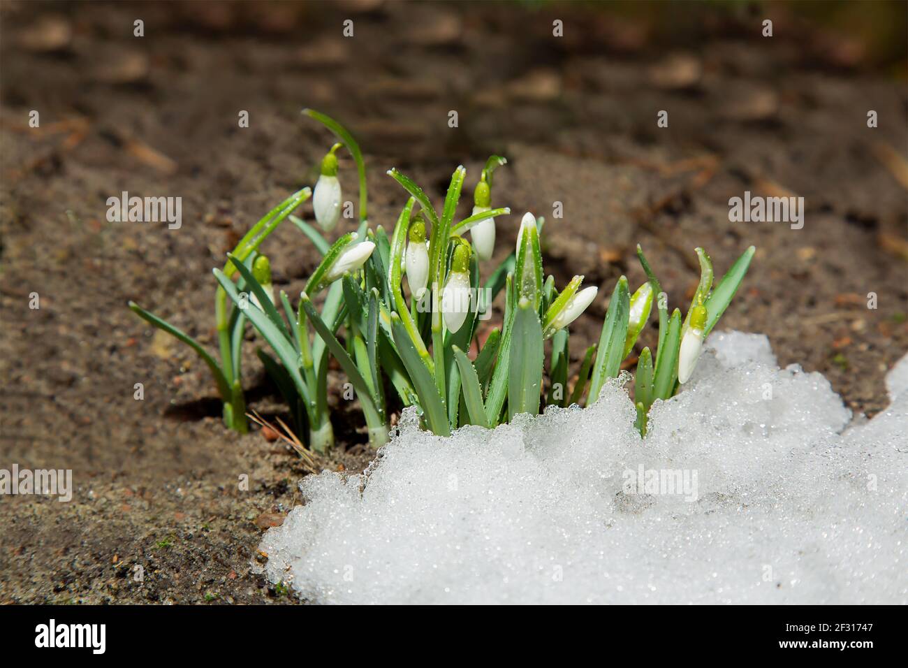 Blühende Schneeglöckchen im Schnee. Der erste Frühling blüht. Wilde Waldblumen. Stockfoto
