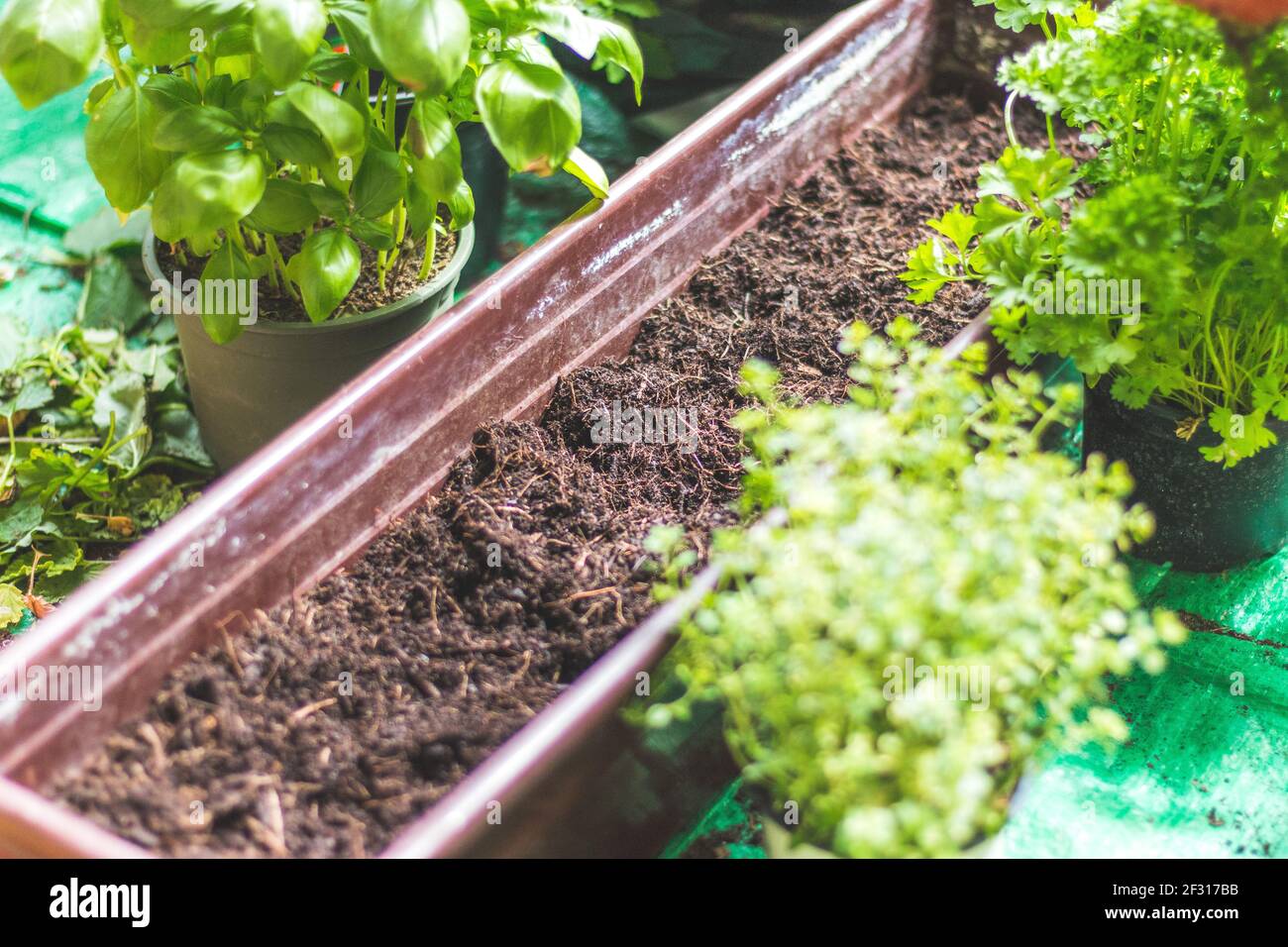 Nahaufnahme von fruchtbarem Boden zum Pflanzen von Gemüse und Kräutern Stockfoto