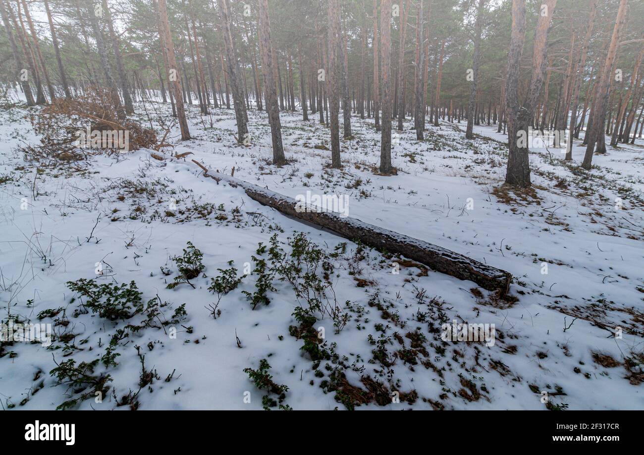 Winter Wald Stockfoto