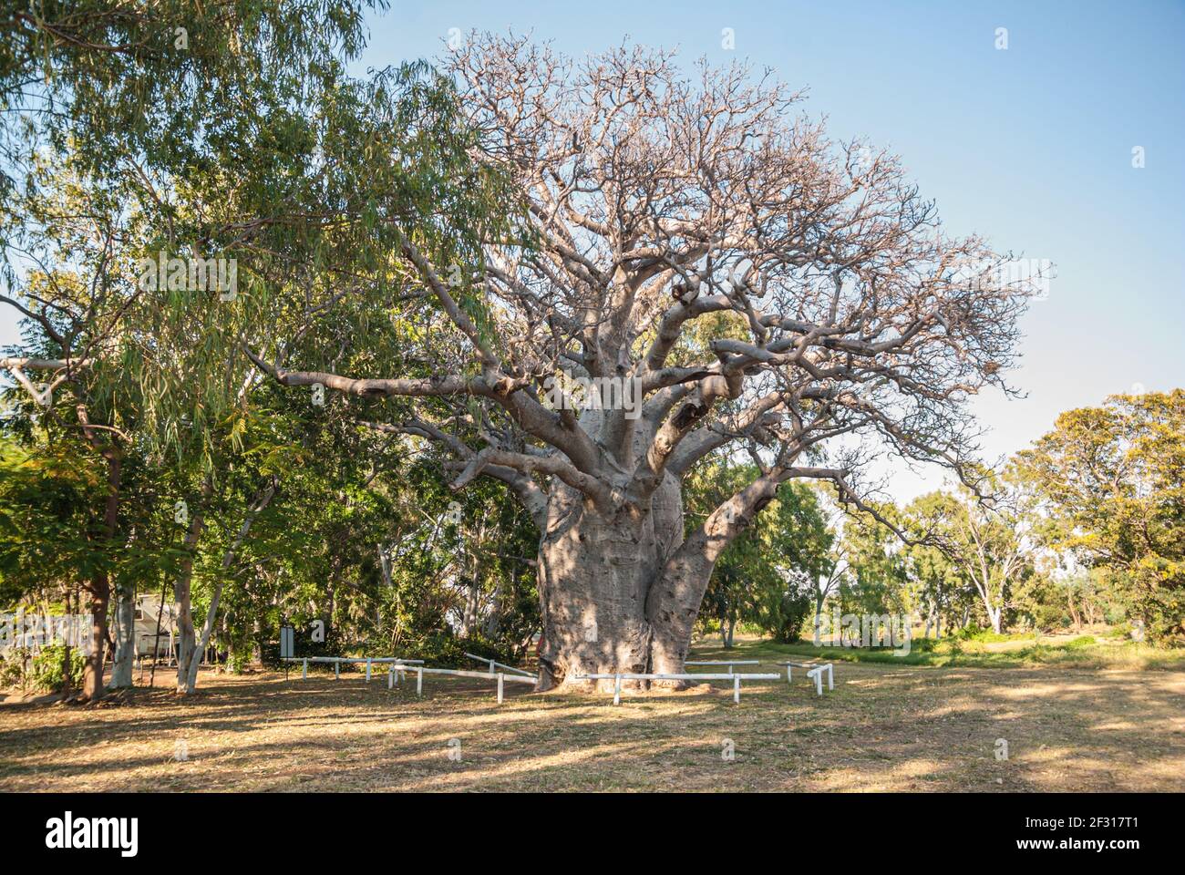 WYNDHAM BOAB TREE, KIMBERELY, WESTERN AUSTRALIA Stockfoto