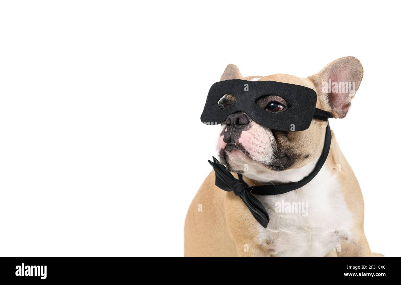französisch Bulldog tragen Superhelden Maske isoliert auf weißem  Hintergrund, Haustier und Tier Konzept Stockfotografie - Alamy